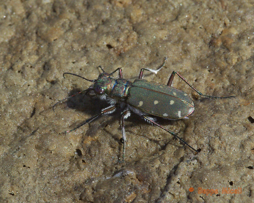 Calomera littoralis nemoralis